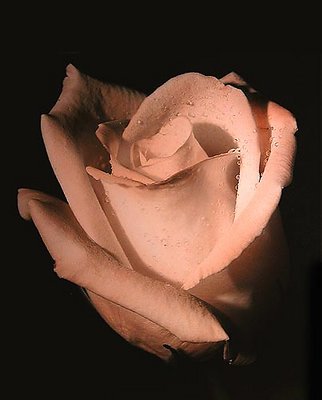 Peach tinted rose