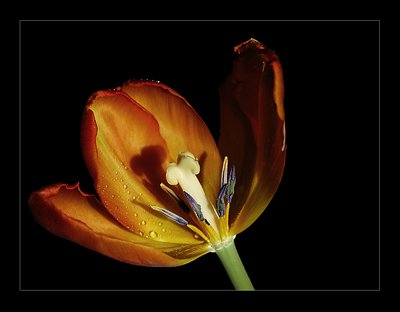 Open tulip