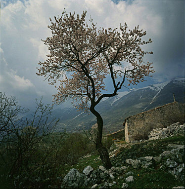 Mandorlo fiorito, Italy