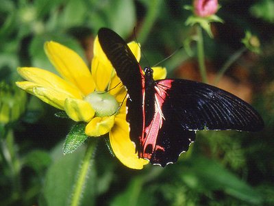 Swallowtail