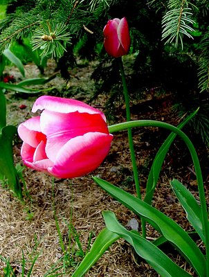 Tulip Shadow