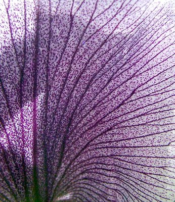 Iris Hynei, detail