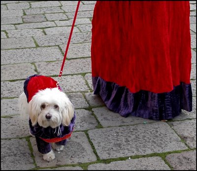 Carnival's fashion for Dogs