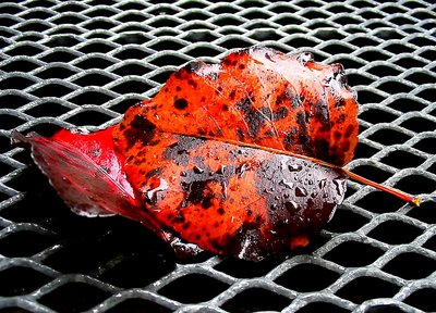 Leaf on Grate