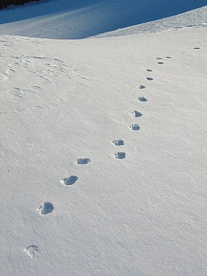 Steps