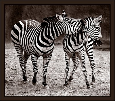 Zebra Play