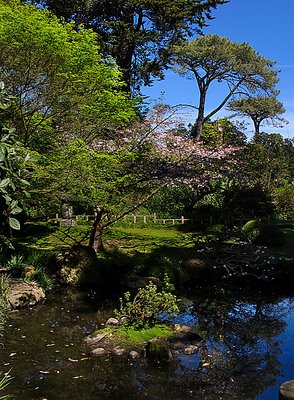 Inside of Strybing Arboretum