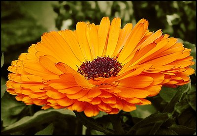 Gerbera...    (inside III)