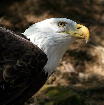 Eagle