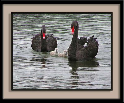 Taking Babies Swimming