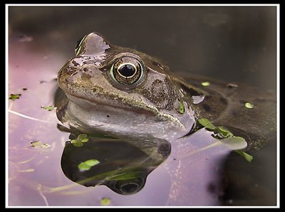 Frog