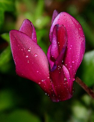 Cyclamen