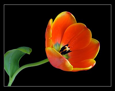 A single tulip