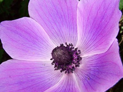 Anemone coronata, pink, detail