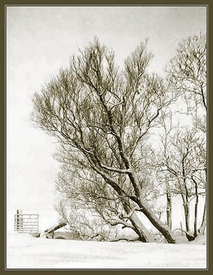 Silhouettes in the snow