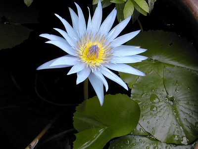 Water Orchid - Thailand