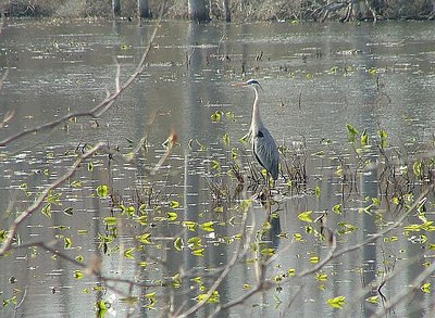 'Great blue heron'( Ardea herodias)