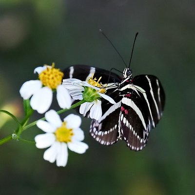 Zebra Butterfly Feeding