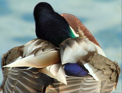 Duck (Colors)