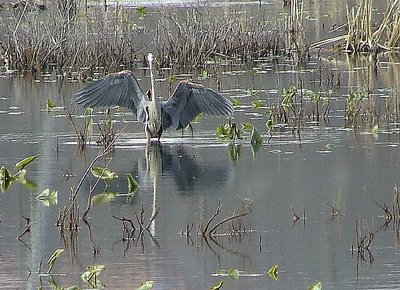 'warming up his wings'( Ardea herodias)