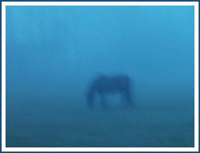 A horse in the mist