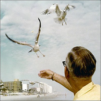 Feeding the Gulls