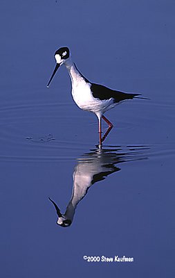 Black-Necked Stilt