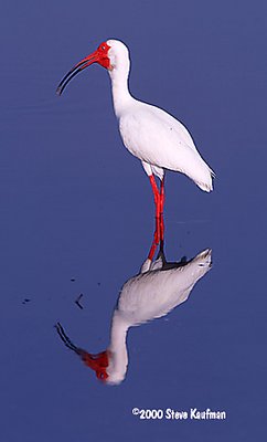 White Ibis