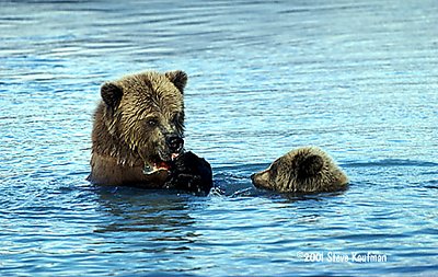 Brown Bears