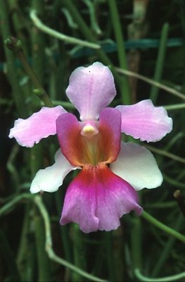 Orchid