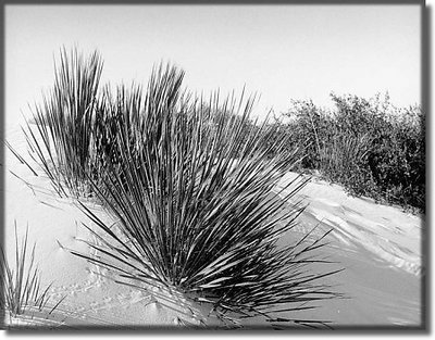 White Sands 5