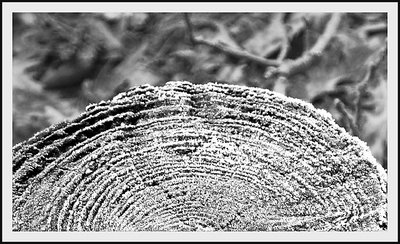 Frosted treestump