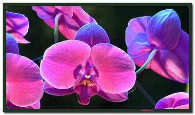 Orchidea II.