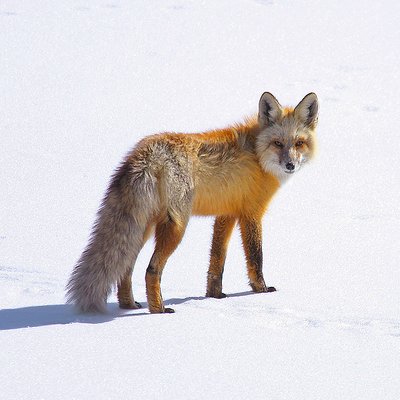 Hunting Fox: A Formal Portrait