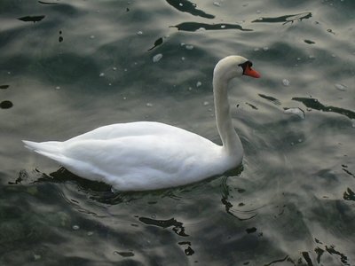 Il lago dei cigni ..