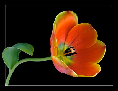 Another tulip