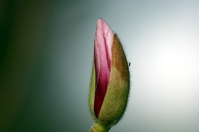 Early Bud