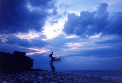 Sky Tree in Blue