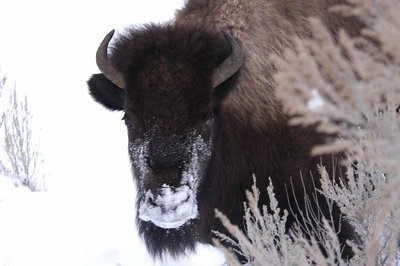 bison portrait