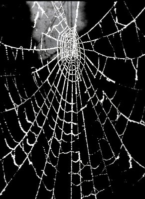 Frosted Web