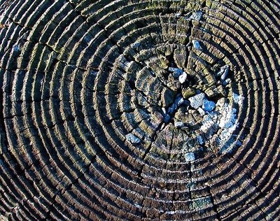 Wood Abstract