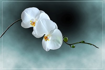 Orchids