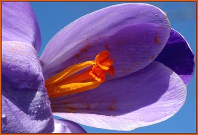 crocus 