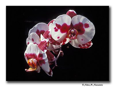 Orchids (s1523)