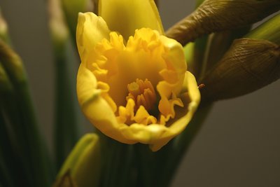 Daffodil