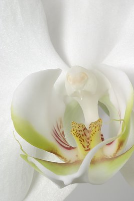 Orchid