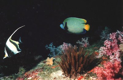 Emperor Angel & Moorish Idol