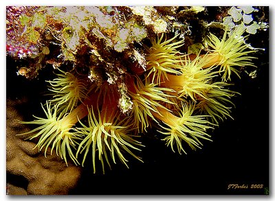 Orange Cup Corals