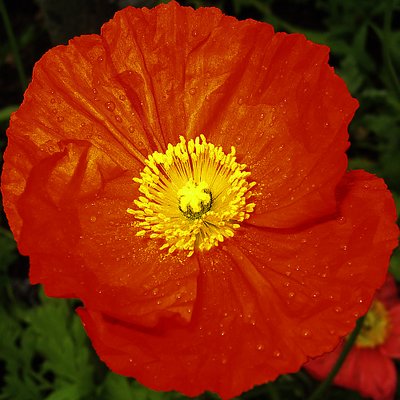 Iceland Poppy 1