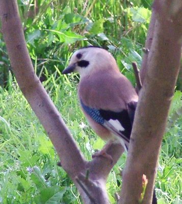 What I could catch of a jay